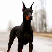 Image result for Cool Looking Dog Breeds