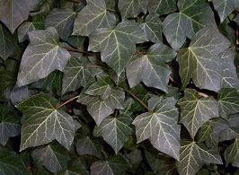 Image result for HEDERA HELIX LITTLE DIAMANT