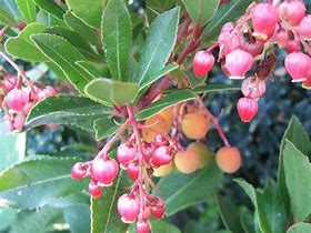 Image result for Arbutus unedo Rubra