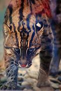 Image result for Fishing Cat Face