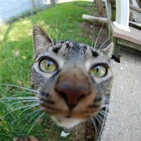 Image result for Cat Looking at the Camera Silly