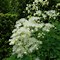 Image result for THALICTRUM AQ. GOLD LACE
