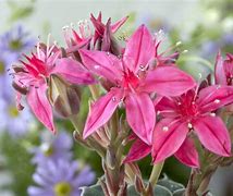 Image result for Sahara Desert Plants List