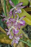Image result for Samsung's 8 Orchid Colour