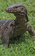 Image result for South Asian Water Monitor