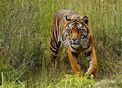 Image result for Tiger Direct