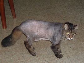 Image result for Shaved Cat Head Meme