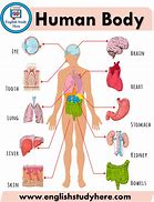 Image result for What the Human Body Looks Like