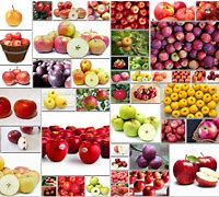 Image result for Different Views of a Apple