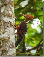 Image result for Reinwardtipicus validus