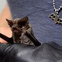 Image result for Mexican Free-Tailed Bat