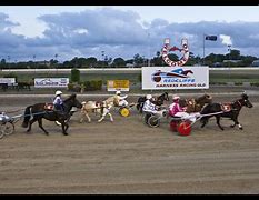 Image result for Harness Racing Today