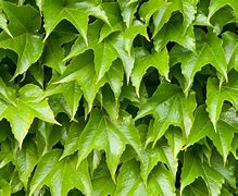 Image result for Boston Ivy in Pot