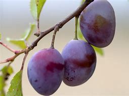 Image result for Purple Plum Fruit