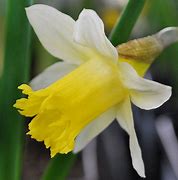 Image result for Narcissus lobularis