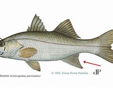 Image result for Snook Types