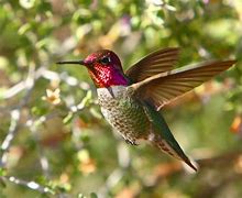 Image result for Stellula Trochilidae