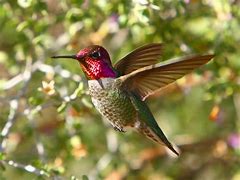 Image result for Topaza Trochilidae