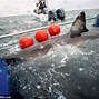 Image result for Waste Shark Robot