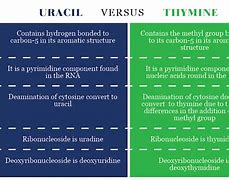Image result for Uracil Drain