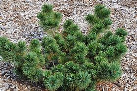 Image result for Pinus pumila Glauca