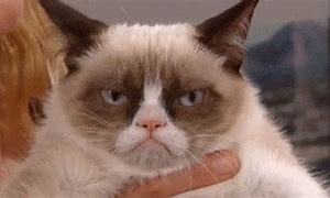 Image result for Extremely Funny Animal Memes