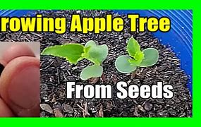 Image result for Apple Tree Seed Sprout