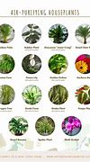 Image result for Best Air Purifier Plants