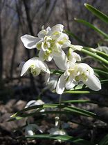 Image result for Galanthus nivalis Flore Pleno