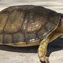 Image result for Furrowed Wood Turtle