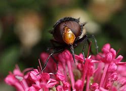 Image result for Large Hoverfly