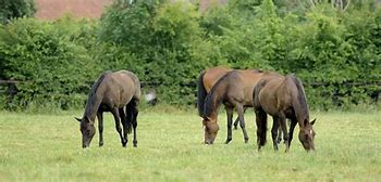 Image result for Horse Flank