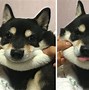 Image result for Squishy Dog