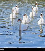 Image result for 7 Swans Swimming