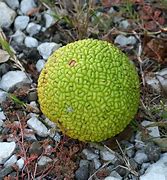 Image result for Hawaii Bright Orange Fruit