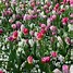 Image result for Pink Hyacinth Material
