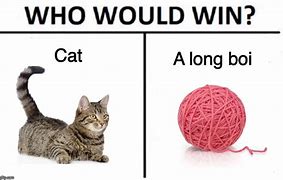 Image result for Long Boi Cat Meme
