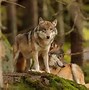 Image result for Biggest Wolf Size