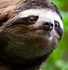 Image result for Sloth Puns