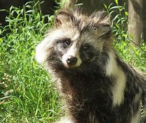Image result for Angry Raccoon Dog