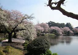 Image result for University of Tokyo Student Amy