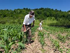 Image result for Fotos De Agricultura