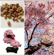 Image result for Sakura Flower Seeds Japan