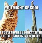 Image result for Bob Cat Meme