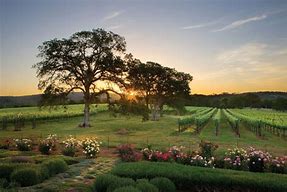 Image result for Wineries Near Grass Valley CA