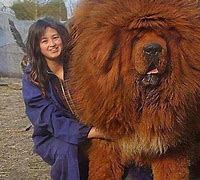 Image result for Tibetan Mastiff Biggest Dog in the World