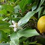 Image result for Mixed Tree Lime/Lemon