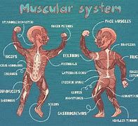 Image result for Muscle Facts