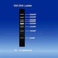 Image result for EZ 500 BP Ladder