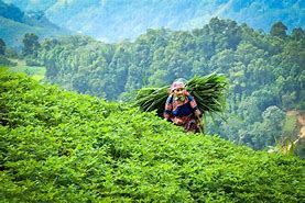 Image result for Nepal Farming